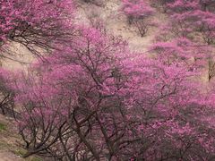 -新建村梅花
