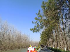 -合肥滨湖国家森林公园