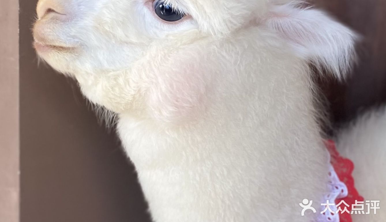 超级可爱的羊驼宝宝🦙喝杯咖啡☕️就能撸羊驼不香吗？