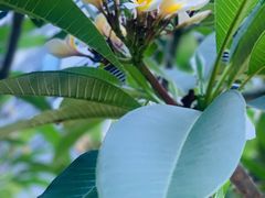 -欢姐伦教糕(北海大道北店)