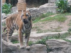 -深圳野生动物园