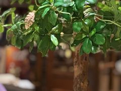 -云来居素食馆(南山店)