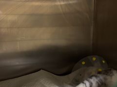 -美联众合动物医院·内科·皮肤科·外科(古城分院)