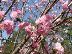 -天适樱花悠乐园