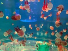 -左海海底世界