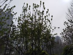-沙湖公园