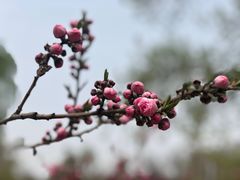 -海棠花溪(元大都城垣遗址公园)