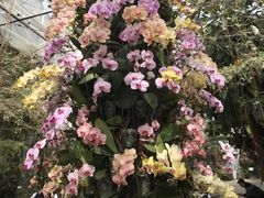 -北京植物园-展览温室