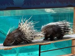 -清迈夜间动物园