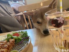 -柴の食堂·日式家庭料理·熊之肆(大学路店)