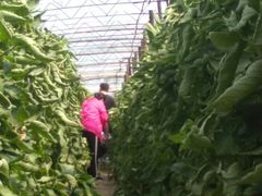 -庞各庄翠芳园西瓜蔬菜基地采摘园