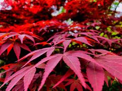 -深业半汤御泉庄温泉