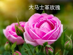 -BRBR叙利亚餐厅(总店)