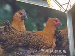 -云海肴·汽锅鸡·云南菜(天津国金汇店)