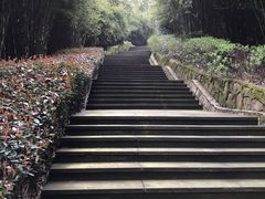 -铁山坪森林公园