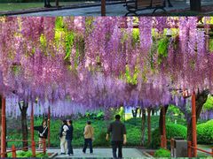 -嘉定紫藤园