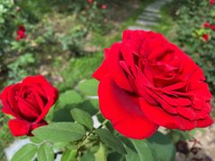 -上海共青森林公园