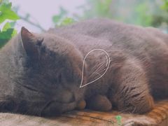 -海边的猫和咖啡馆