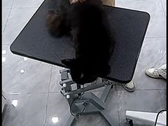 -爱洗澡的猫(天河路店)