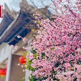 太湖佳绝处，最美在鼋头🌸