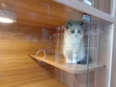-猫十亿·布偶金渐层·曼基康矮脚猫舍(青年路店)