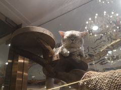 -more than meow吴止猫主题餐厅(承德 中船汇店)