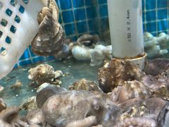 -崂山水果园农家宴(泉水鸡店)