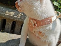 -爱妮康宠物医院·干细胞免疫细胞·肿瘤·心脏(张江店)