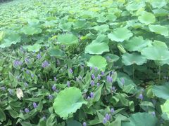 -荷塘月色湿地公园·向阳花洲