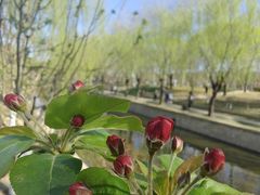 -元大都城垣遗址公园