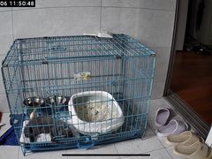 -翊宠yipet猫狗购宠庄园犬舍•猫舍