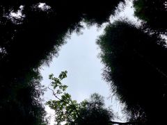 -武陵山森林公园