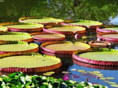 -国家植物园南园