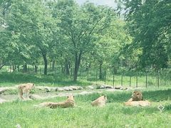 -上海野生动物园