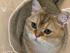 -有喵·猫咖·狗咖·40+猫狗有小奶狗(岗厦店)