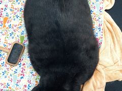 -熊小胖宠物生活馆(天华园店)