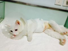 猫咪做完绝育手术出来-纳吉亚猫专科动物医院博雅分院