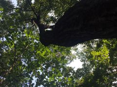 -九曜山