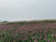 -径山花海