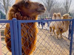 -长白岛森林公园