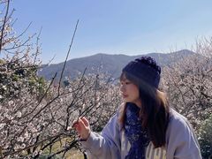 -香雪海