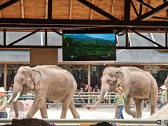 -野象谷景区