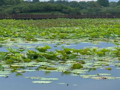 -上海海湾国家森林公园