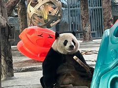 -武汉动物园