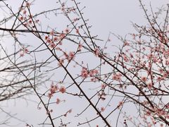 -无锡梅园公园