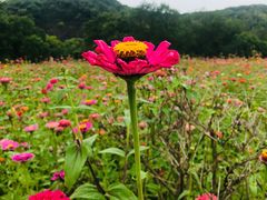 -上海佘山国家森林公园天马山园