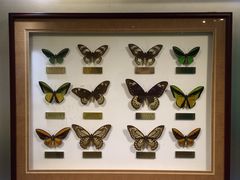 -上海昆虫博物馆