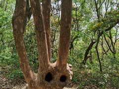 -上海佘山国家森林公园天马山园