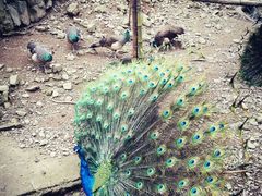 android_upload_pic-藏龙百瀑风景区