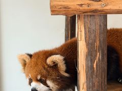 -呀诺达热带雨林